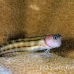 blenny_threelined_crci_mb_h_0139_png1936.jpg